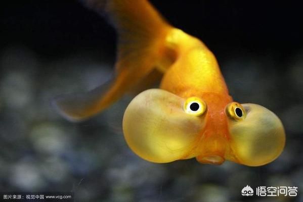 龍魚(yú)掉眼睛的原因是什么（龍魚(yú)掉眼睛后需要特殊護(hù)理嗎）
