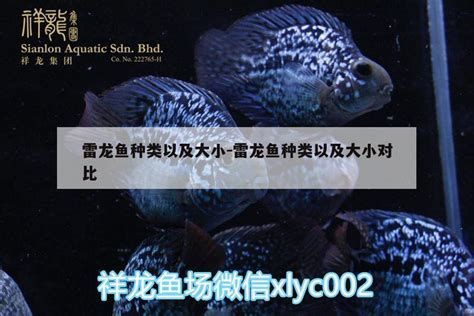哪些龍魚品種容易出現眼睛白圈（蒙眼）的詳細解析（約1000字）（哪些龍魚品種容易出現眼睛白圈（蒙眼））