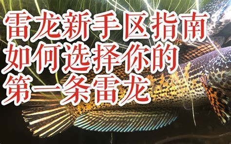 哪些龍魚品種容易出現眼睛白圈（蒙眼）的詳細解析（約1000字）（哪些龍魚品種容易出現眼睛白圈（蒙眼））