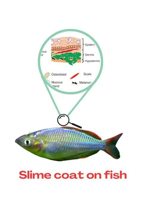 如何區(qū)分龍魚的生理分泌物和疾病（健康的龍魚皮膚分泌物與疾病癥狀辨別方法和配圖說明）