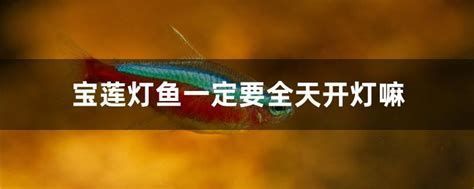 龍魚一開燈就亂撞，怎么辦（夜晚魚缸需要開燈嗎，緩解魚缸環境）