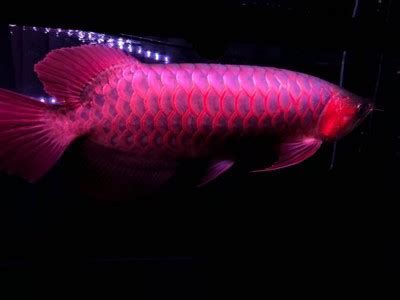 龍魚一開燈就亂撞，怎么辦（夜晚魚缸需要開燈嗎，緩解魚缸環境）