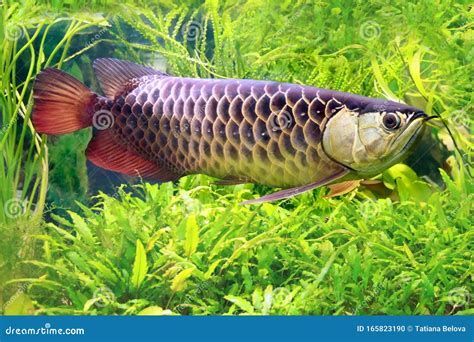 龍魚躲角落怎么辦（如何正確地照顧和養(yǎng)護龍魚）