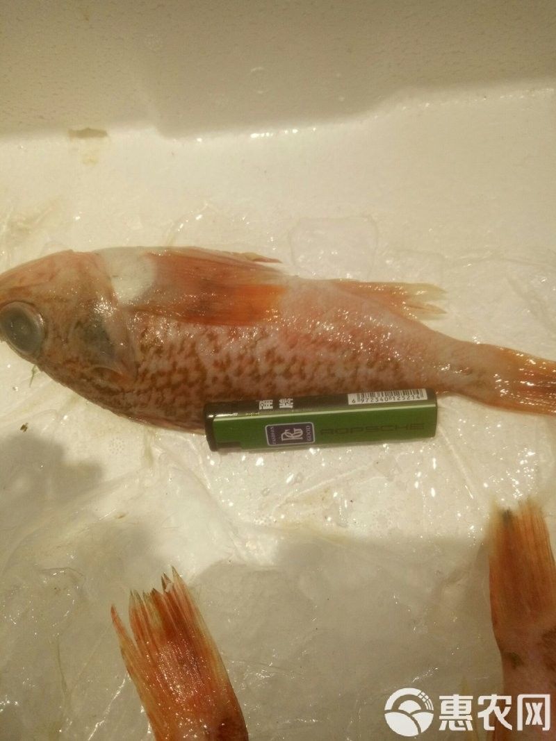 舟山紅魚的市場價(jià)格是多少？（舟山紅魚價(jià)格大揭秘舟山紅魚的價(jià)格你能接受嗎）