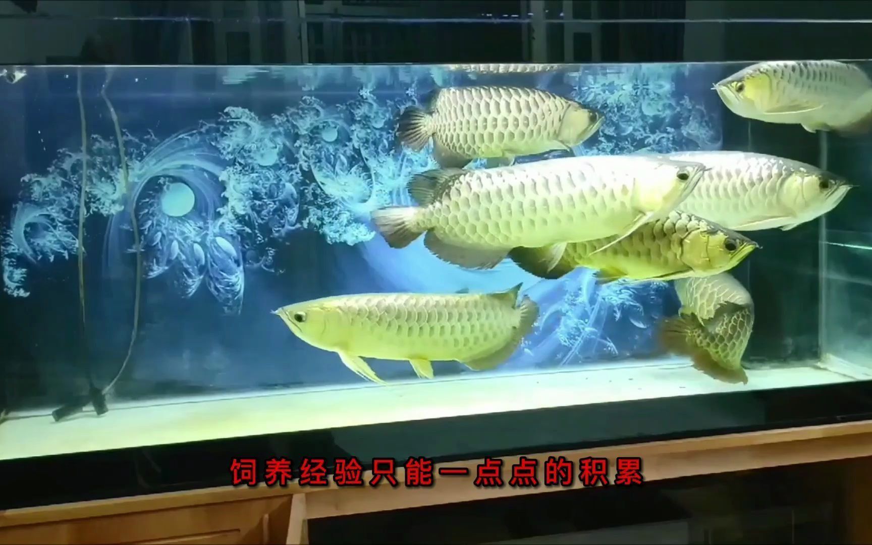 魚中壽命最長的族群是神仙魚，壽命最長能活多少年（金龍魚的壽命最長能活多久）