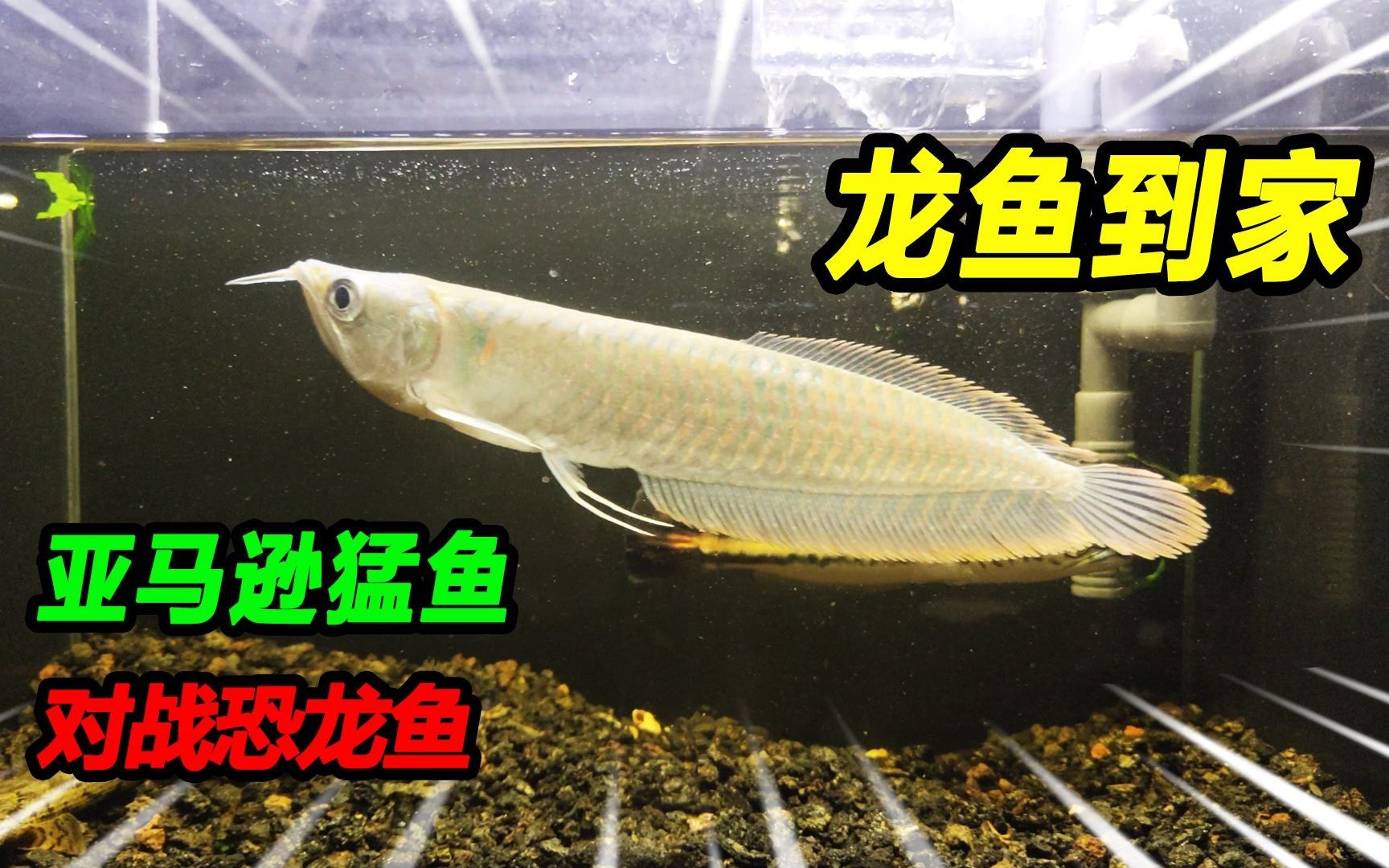 白龍魚的價格是多少？（白龍魚價格因地區、品種和大小而異，一般在100元至500元之間）