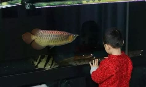 龍魚(yú)趴缸后多久會(huì)開(kāi)始認(rèn)主，龍魚(yú)認(rèn)主時(shí)間及表現(xiàn)詳解（龍魚(yú)認(rèn)主時(shí)間及表現(xiàn)）