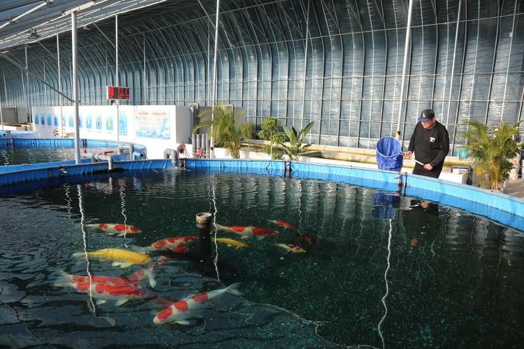 祥龍魚場(chǎng)的大日玉鯖魚養(yǎng)殖技術(shù)如何？（大日玉鯖魚與“祥龍魚場(chǎng)”的相關(guān)內(nèi)容介紹）