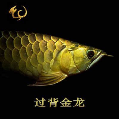 過背金龍魚是最具觀賞價值的“金”與“背”特征的特征（為什么過背金龍魚是最具觀賞價值的？）