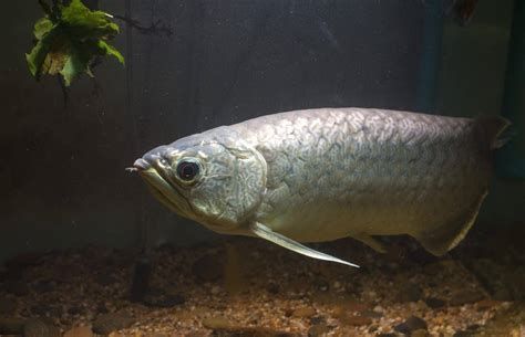 銀龍魚眼睛突出的典型癥狀及預防方案及護理要點（如何預防銀龍魚眼睛突出）