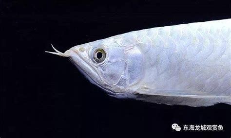 銀龍魚眼睛突出的典型癥狀及預防方案及護理要點（如何預防銀龍魚眼睛突出）