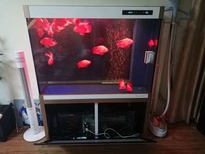 怎樣給喂龍魚的小活魚的小活魚消毒對應的相關信息（如何給喂龍魚的小活魚消毒）