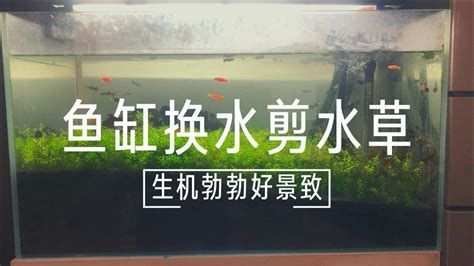 龍魚(yú)在魚(yú)缸底部游動(dòng)的時(shí)間及是否需要更換水的問(wèn)題（關(guān)于龍魚(yú)在魚(yú)缸底部游動(dòng)的時(shí)間以及是否需要更換水的建議）