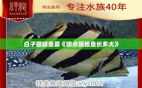 龍魚幼苗推薦（幾種常見的龍魚幼苗及推薦）