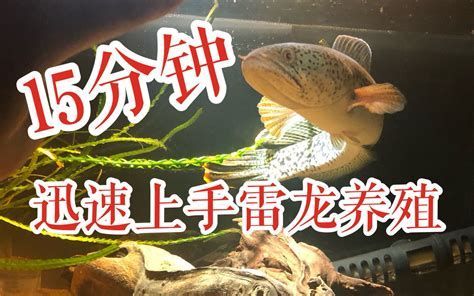 龍魚幼苗推薦（幾種常見的龍魚幼苗及推薦）