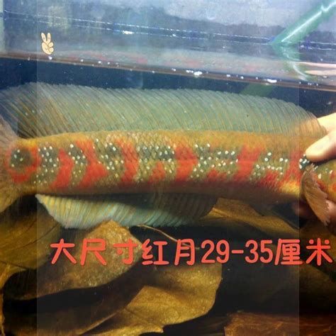 龍魚幼苗推薦（幾種常見的龍魚幼苗及推薦）