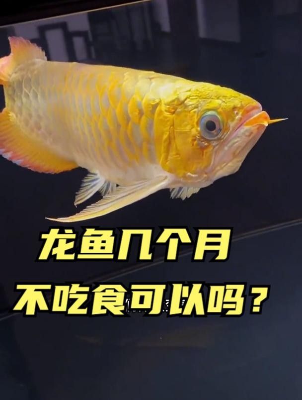 龍魚不吃食會(huì)餓死全民小視頻總結(jié)龍魚多久不吃食會(huì)餓死（龍魚一個(gè)月不吃食會(huì)不會(huì)餓死）