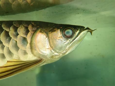 銀龍魚眼睛下垂怎么辦（判斷銀龍魚是否患有眼睛下垂）