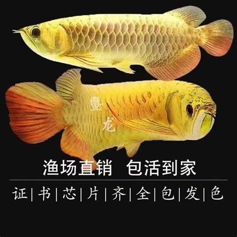 龍魚小苗對顏色的選擇非常講究，不同顏色對它們的生長和健康有著不同的影響（龍魚小苗對顏色的選擇有什么影響？）