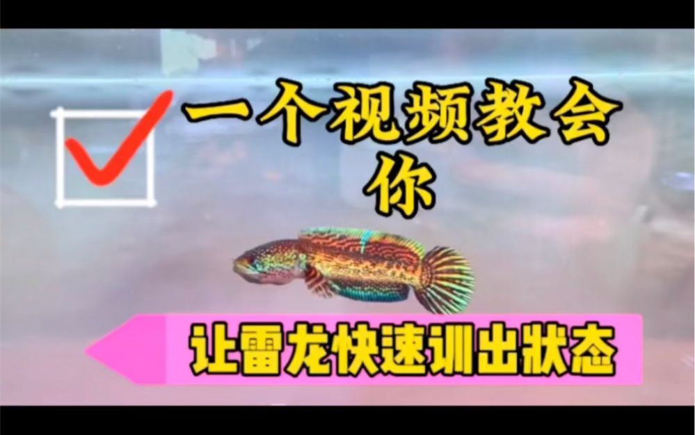 加速龍魚認主的系統攻略（約1000字）（約1000字）（加速龍魚認主的系統攻略）