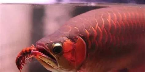 加速龍魚認主的系統攻略（約1000字）（約1000字）（加速龍魚認主的系統攻略）