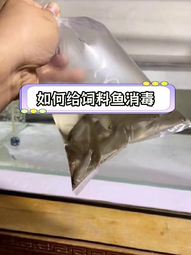 飼料魚的殺菌和除寄生蟲的方法（水產(chǎn)養(yǎng)殖中寄生蟲的處理方法與驅(qū)蟲技巧全民小視頻）