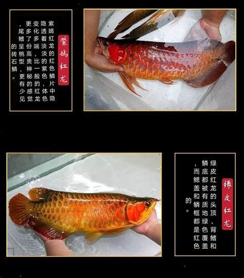 龍魚小苗的顏色和稀有度是影響其價格的重要因素（魚小苗的顏色和稀有度是決定其價格的關(guān)鍵因素的關(guān)鍵因素）