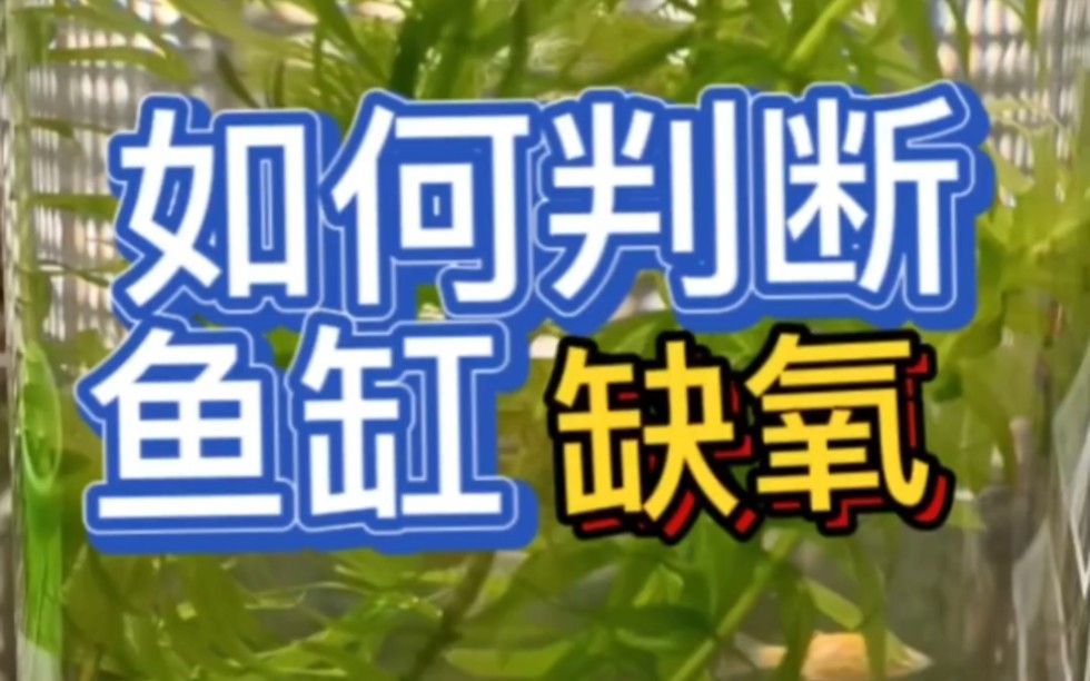 觀察龍魚是否缺氧或氨氮過高是確保其健康成長的關(guān)鍵步驟（如何判斷龍魚是否缺氧或氨氮過高）
