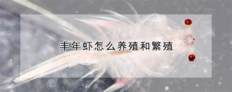 趴缸龍魚的飼料和食物選擇（趴缸龍魚的投喂位置）