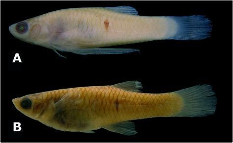 龍魚（亞洲龍魚、銀龍、紅龍等）立鱗（即鱗片脫落）是否痊愈（如何判斷龍魚立鱗是否痊愈）