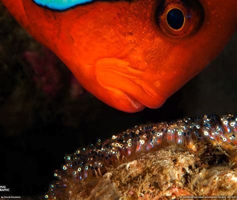 正常龍魚眼睛顏色的詳細解析（關于正常龍魚眼睛顏色的詳細解析）