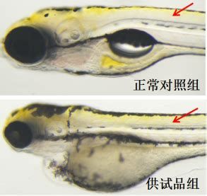 魚眼白膜的好轉情況可以通過觀察其顏色和透明度來判斷（怎樣判斷龍魚眼白膜是否好轉？）