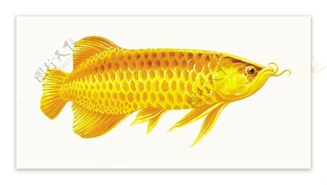 金龍魚胡須斷裂后的恢復時間（金龍魚胡須斷裂后恢復時間）