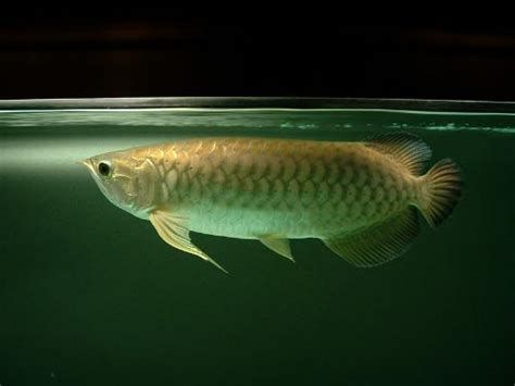 龍魚的種類有哪些？（亞洲龍魚中最受歡迎的品種及其獨特的體色與魅力的龍魚）