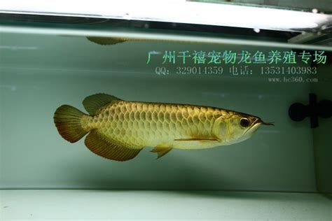 龍魚的種類有哪些？（亞洲龍魚中最受歡迎的品種及其獨特的體色與魅力的龍魚）