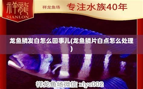 龍魚水質(zhì)發(fā)白對魚有影響嗎？（水質(zhì)發(fā)白對龍魚有影響嗎？）