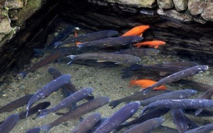 龍魚水質(zhì)發(fā)白對魚有影響嗎？（水質(zhì)發(fā)白對龍魚有影響嗎？）