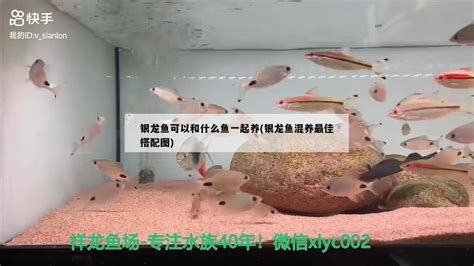 銀龍魚在缸底游多久需要換水，詳細解析（銀龍魚在缸底游動時間過長是否需要換水的重要指標）