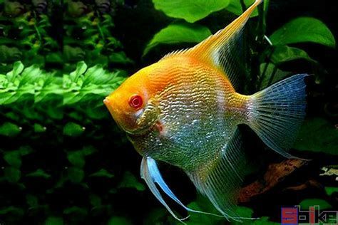 白化龍魚的紅眼現象是天生的，還是后天形成的，白化龍魚紅眼特寫（白化龍魚的紅眼是天生的還是后天形成的）