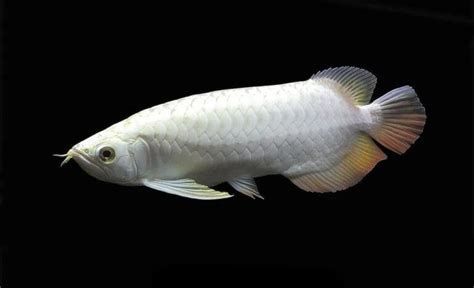 白化龍魚的紅眼現象是天生的，還是后天形成的，白化龍魚紅眼特寫（白化龍魚的紅眼是天生的還是后天形成的）