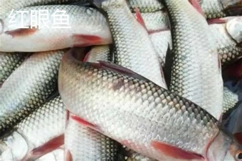 白化龍魚的紅眼現象是天生的，還是后天形成的，白化龍魚紅眼特寫（白化龍魚的紅眼是天生的還是后天形成的）