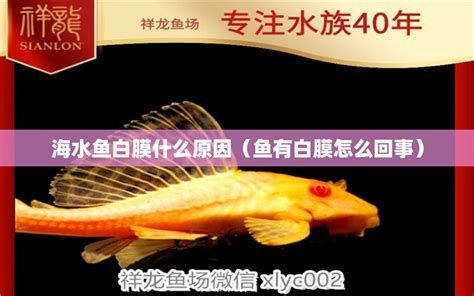 龍魚眼睛白膜修復(fù)詳解，（龍魚白膜修復(fù)詳解）
