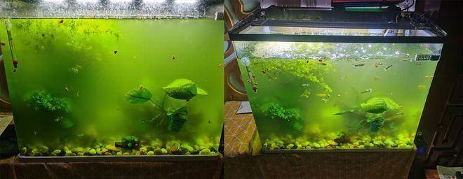 龍魚缸背景怎么設計（魚缸背景圖片大全：魚缸背景圖片大全：龍魚缸背景圖片大全）