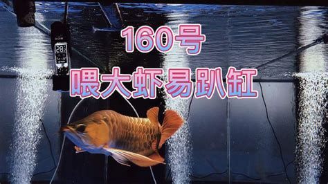 金龍魚趴缸需要喂食嗎？（金龍魚趴缸時是否需要喂食并非單一答案）