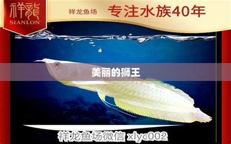 龍魚繁殖技術培訓中心龍魚繁殖技術培訓中心龍魚繁殖場（知名的龍魚繁殖場）