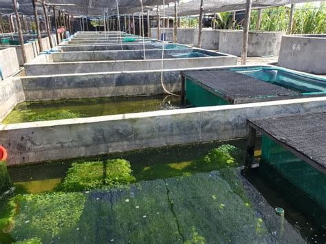 龍魚繁殖技術培訓中心龍魚繁殖技術培訓中心龍魚繁殖場（知名的龍魚繁殖場）