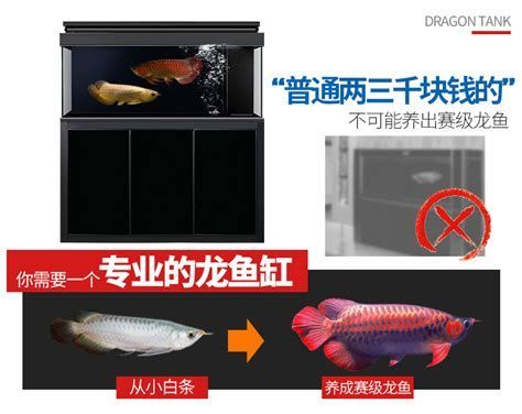 龍魚吃小魚干多長時間消化（龍魚吃小魚干多久消化）