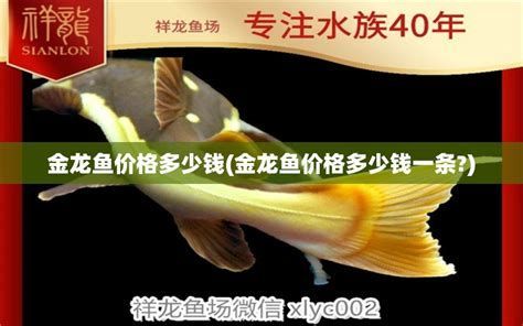 臨沂龍魚養(yǎng)殖基地主要龍魚品種介紹（臨沂龍魚養(yǎng)殖基地）