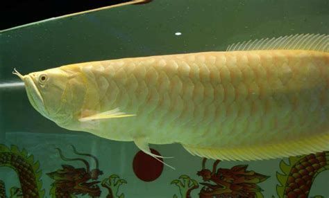 臨沂龍魚養(yǎng)殖基地主要龍魚品種介紹（臨沂龍魚養(yǎng)殖基地）