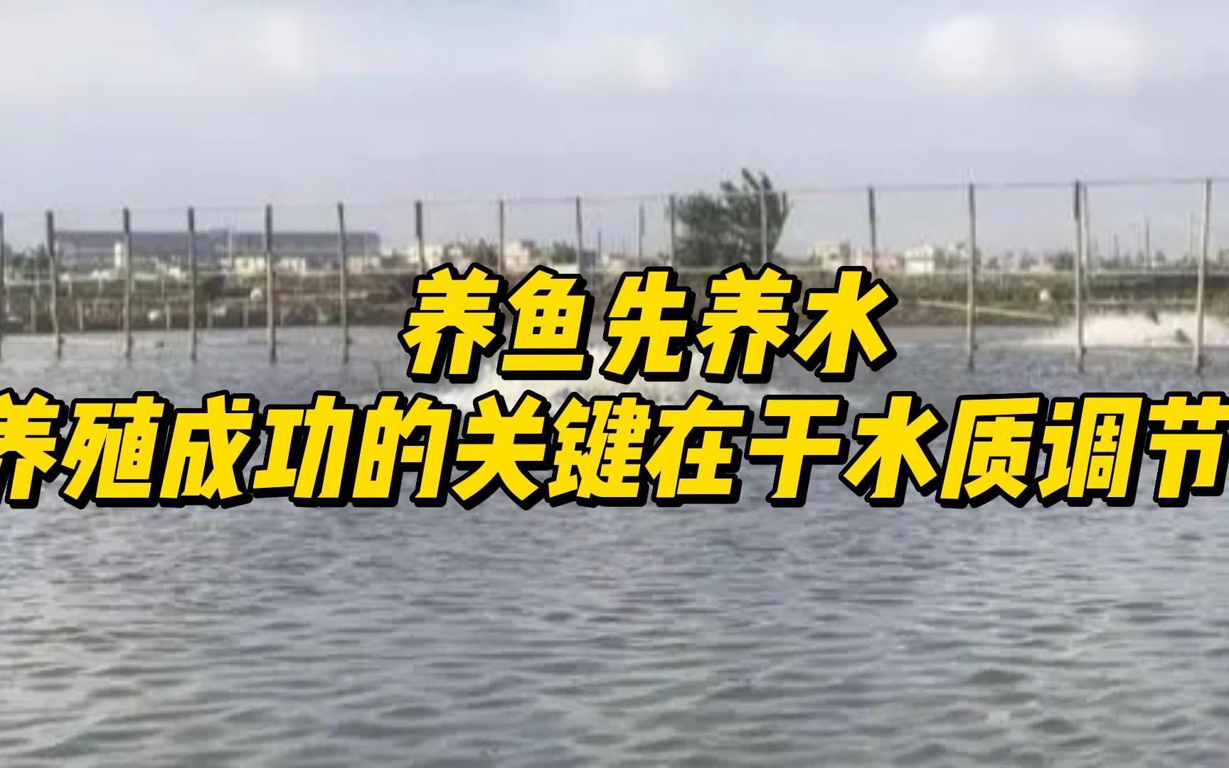 龍魚眼睛長白毛是由于水質(zhì)問題引起的，改善水質(zhì)是解決問題的關(guān)鍵（魚眼睛長白毛是由于水質(zhì)問題引起的，改善水質(zhì)是解決問題的關(guān)鍵）